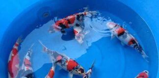 Siam KOI จำหน่ายปลาคาร์พนำเข้าจากประเทศ