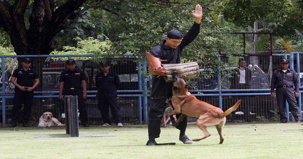 โรงเรียนฝึก Professional K9 ฝึกสุนัข ฝึกหมา