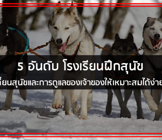 โรงเรียนสอนสุนัข รับฝึกสุนัข กับผู้เชี่ยวชาญจาก ศูนย์ฝึกสุนัข