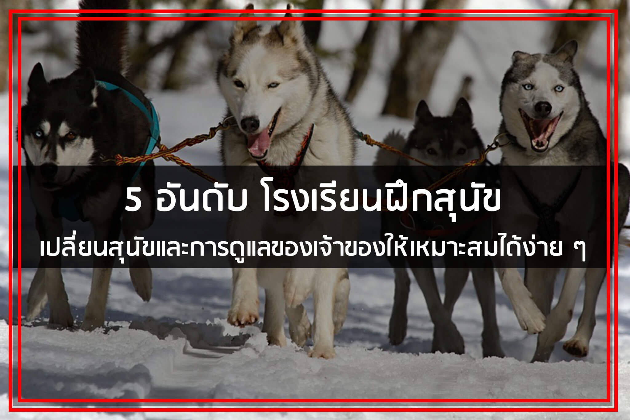 โรงเรียนสอนสุนัข รับฝึกสุนัข กับผู้เชี่ยวชาญจาก ศูนย์ฝึกสุนัข