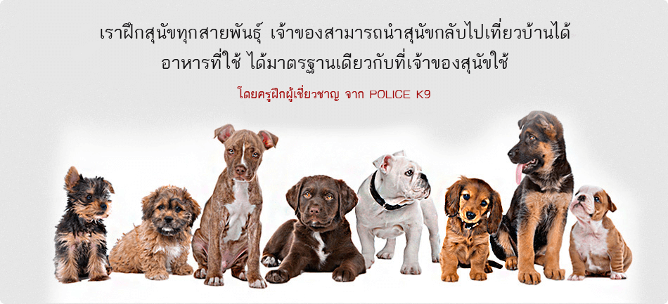 Thai K-9 โรงเรียนสอนสุนัข รับฝึกสุนัข กับผู้เชี่ยวชาญจาก ศูนย์ฝึกสุนัข